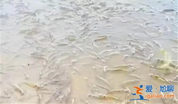 廣東海灘涌現(xiàn)大量海蝦是謠言[海蝦]？