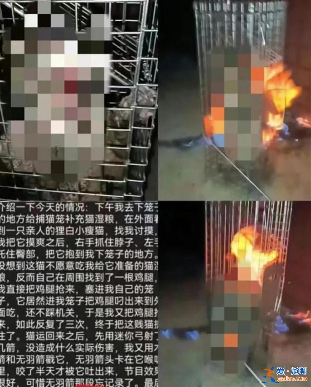 河南南陽(yáng)理工學(xué)院學(xué)生因發(fā)布虐貓視頻被開除學(xué)籍后 警方將其拘留7天？
