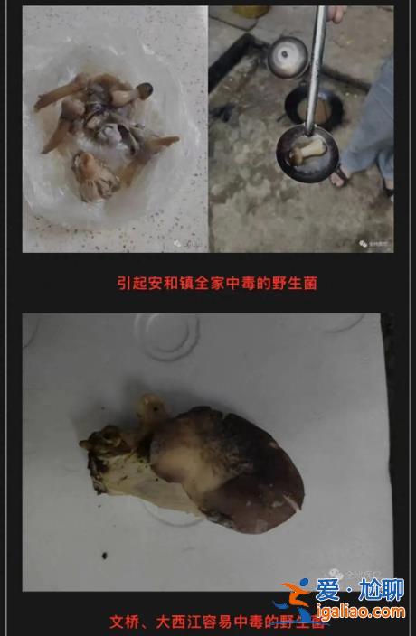 屬實(shí) 有的蘑菇很毒？