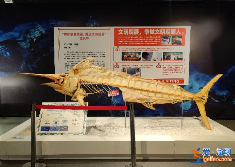 標本被掰斷 博物館決定不修復(fù)！改為文明觀展教育展位？