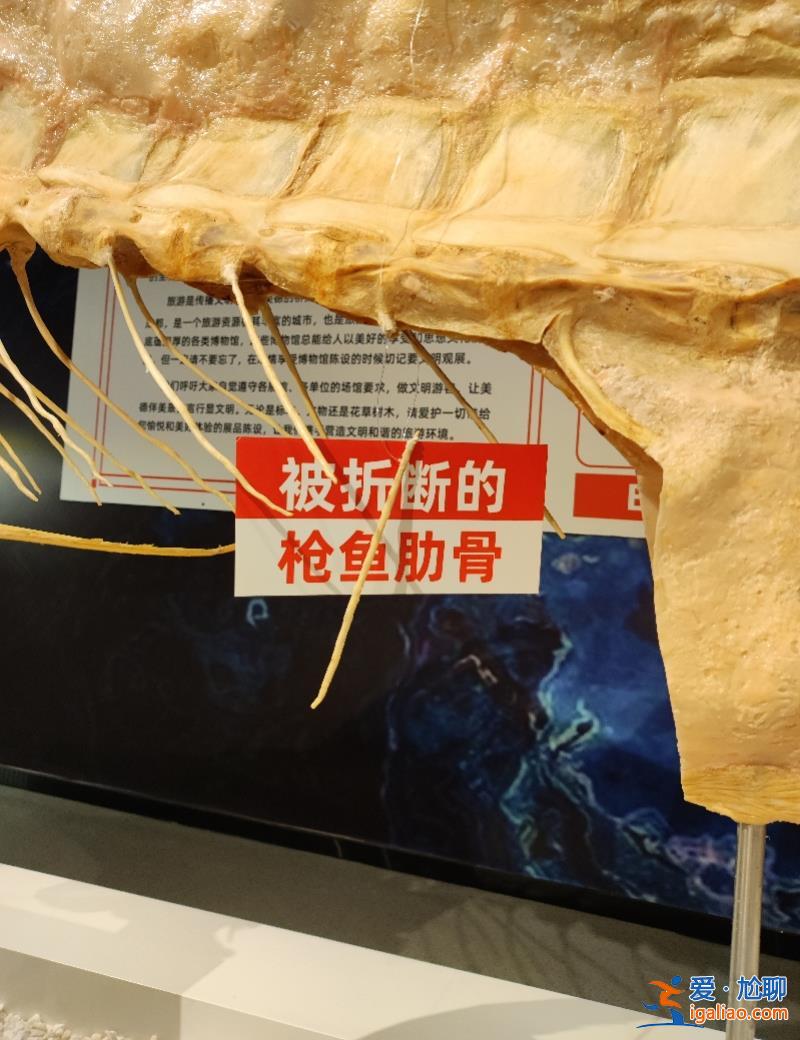 標本被掰斷 博物館決定不修復(fù)！改為文明觀展教育展位？