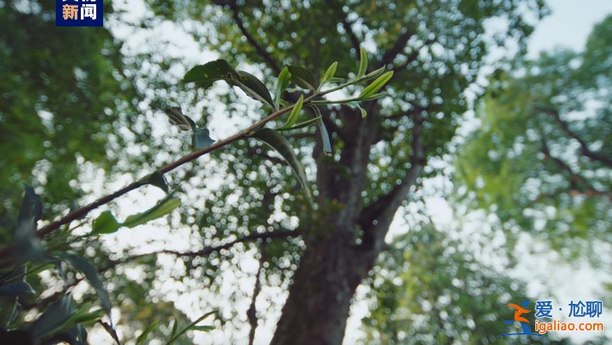 歷經(jīng)13年申遺 云南“普洱景邁山古茶林”列入世界遺產(chǎn)？