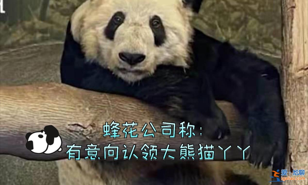蜂花終身認養(yǎng)一只大熊貓，終身認養(yǎng)原因看這一條[一只大熊貓]？