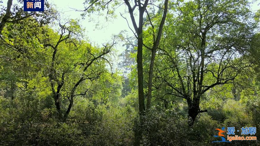 歷經(jīng)13年申遺 云南“普洱景邁山古茶林”列入世界遺產(chǎn)？