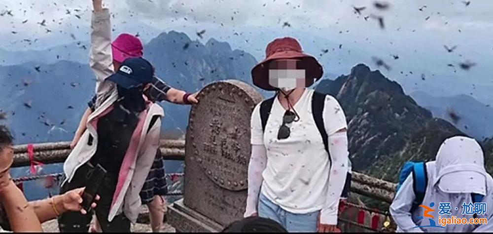 游客稱黃山景區(qū)飛蟲成群直沖人臉 眼睛都睜不開 景區(qū)回應(yīng)？