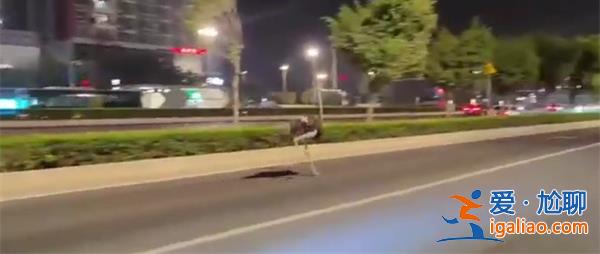 鄭州一鴕鳥街頭狂奔，交警追幾十公里，街頭狂奔的原因分析[鄭州]？