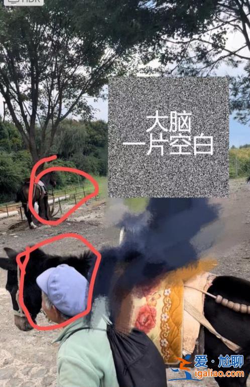 騾子也屬于馬？