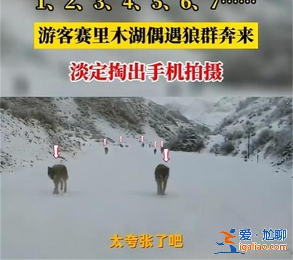 游客新疆偶遇狼群淡定拍照，行為有些危險(xiǎn)[有些危險(xiǎn)]？