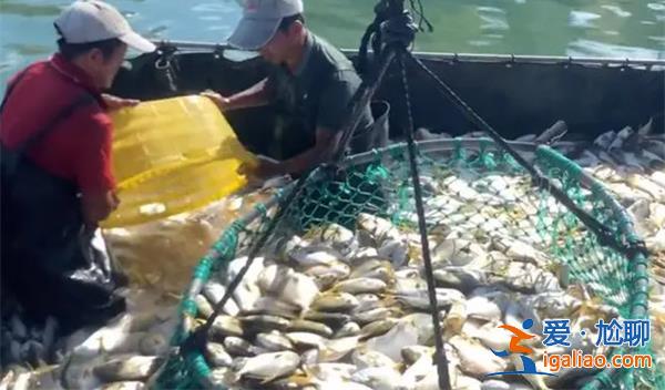 漁民剪破漁網(wǎng)放生300斤海龜[剪破]？