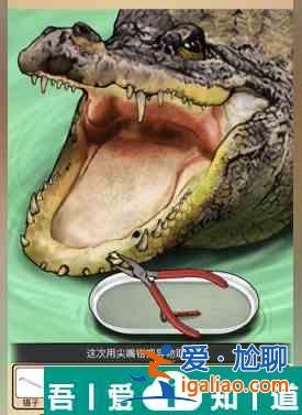 全民劇本大師鱷魚拔牙怎么通關(guān) 鱷魚拔牙通關(guān)攻略？