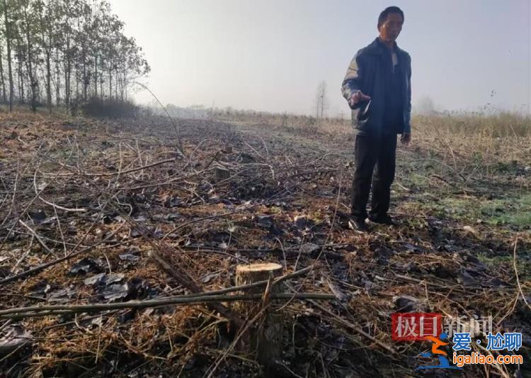 河南信陽一鄉(xiāng)政府邀請農(nóng)業(yè)公司建生態(tài)林 幾年后派人砍樹稱其違法占地？