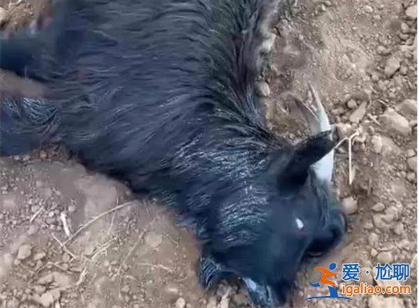 80余只羊田間中毒死亡，警方發(fā)懸賞提供線索有獎[中毒死亡]？