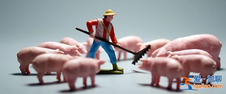 豬價墜入冰窟 豬肉收儲+腌臘 能否“涅槃重生”詳情分析？