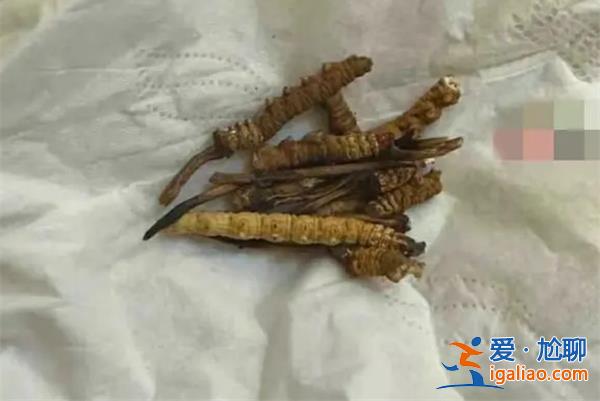 小貓吃20根蟲草[蟲草]？