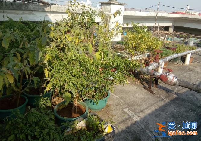 長(zhǎng)沙老人把小區(qū)樓頂“開墾”成菜園 規(guī)模巨大震驚鄰居 目前正清除？