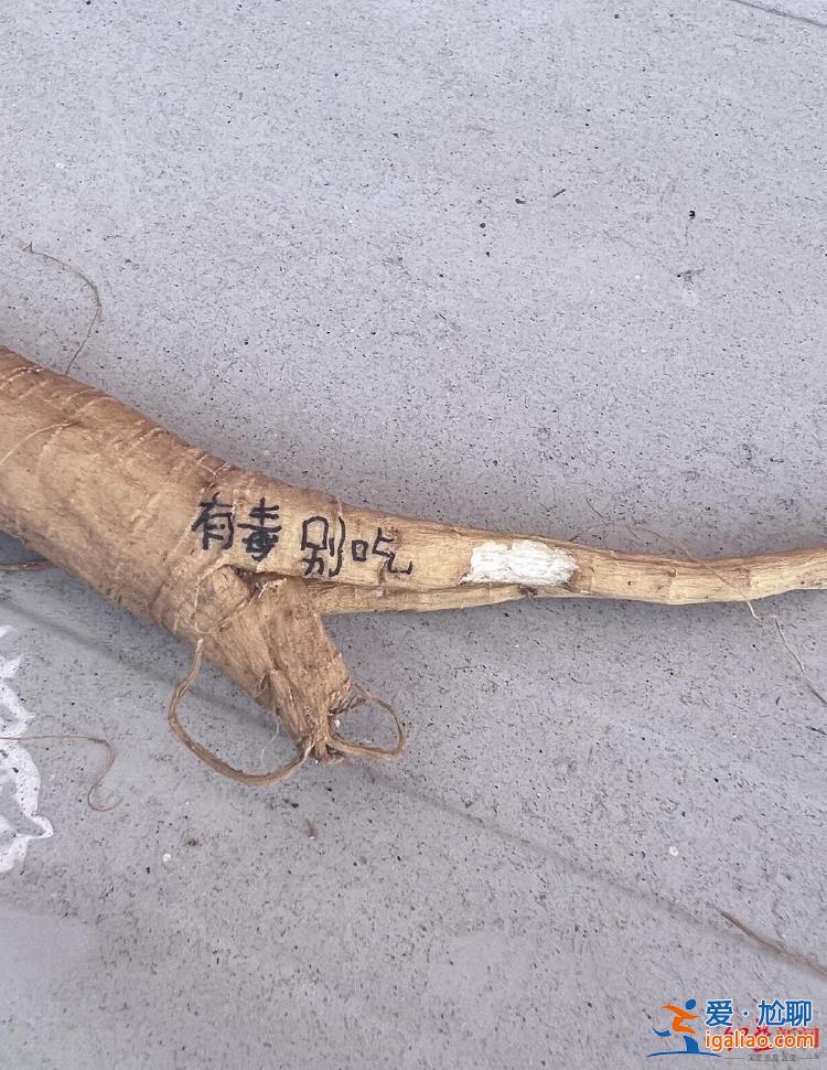 實(shí)際上是中毒反應(yīng)？