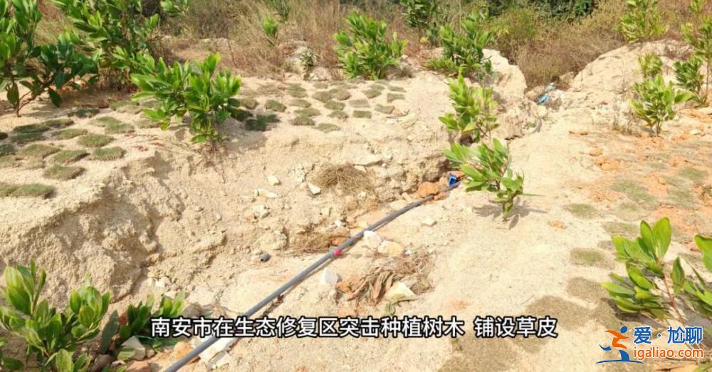 督察進駐前夕突擊種樹鋪草 部分已枯死？
