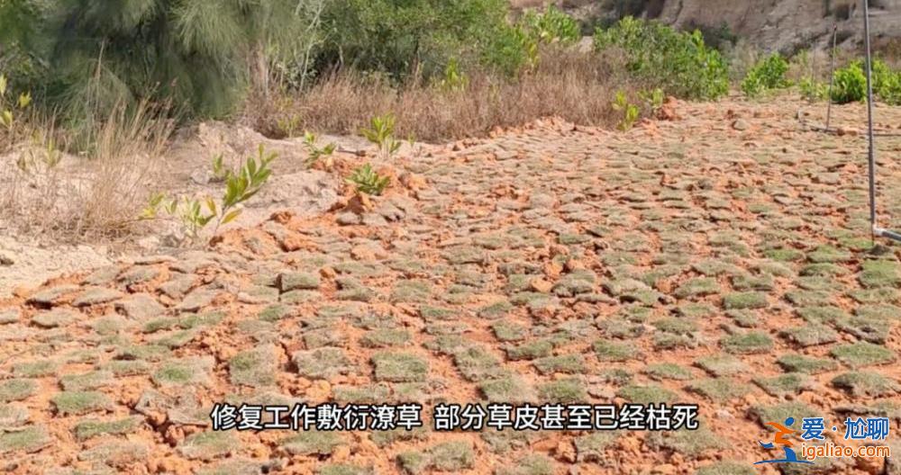 督察進駐前夕突擊種樹鋪草 部分已枯死？