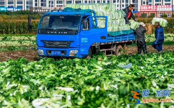 白菜批發(fā)價最低2毛一斤真的嗎，官媒發(fā)聲“菜賤傷農(nóng)”[2毛一斤]？