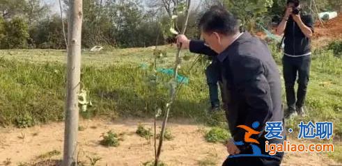 督察進駐前夕突擊種樹鋪草 部分已枯死？