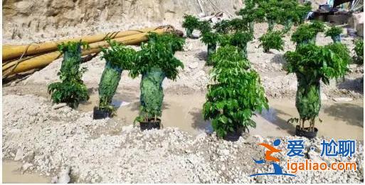 督察進駐前夕突擊種樹鋪草 部分已枯死？