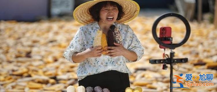 玉米怎么了 剎不住車下跌 市場失真12月17日玉米價格如何？