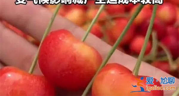車?yán)遄由韮r暴漲，300多元一斤[300多元一斤]？