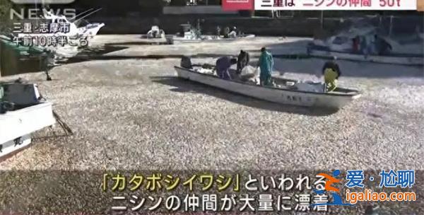 日本大批水鳥死亡[鳥]？