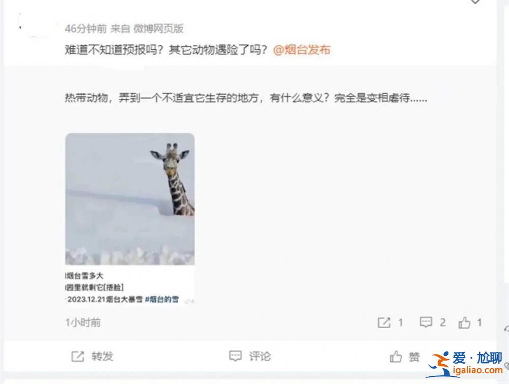 山東積雪深74厘米 煙臺(tái)動(dòng)物園只剩長(zhǎng)頸鹿露個(gè)頭？園方回應(yīng)？