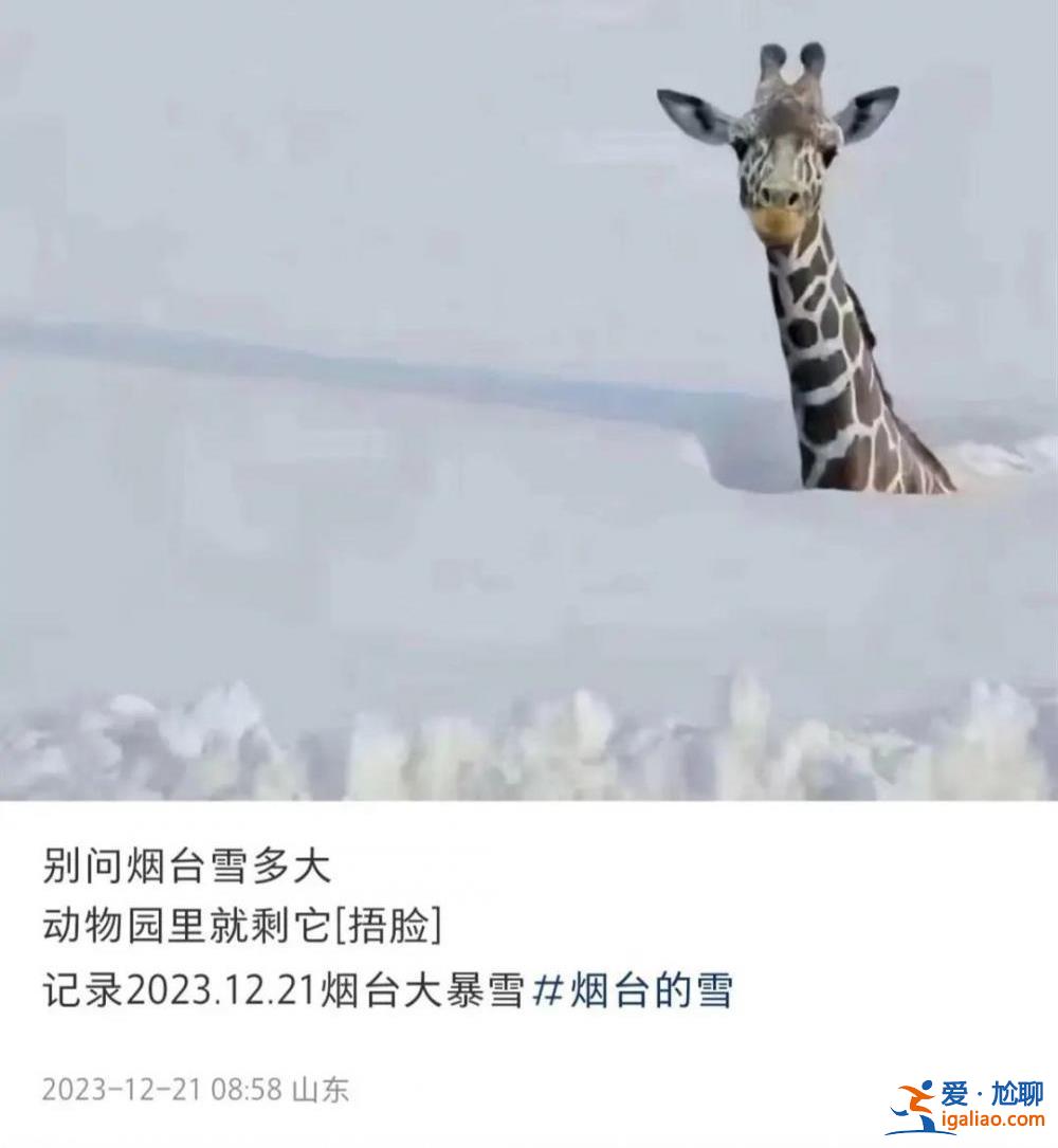 山東積雪深74厘米 煙臺(tái)動(dòng)物園只剩長(zhǎng)頸鹿露個(gè)頭？園方回應(yīng)？