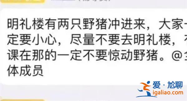 合肥一學(xué)校教學(xué)樓現(xiàn)野豬[洗頭除虱子]？