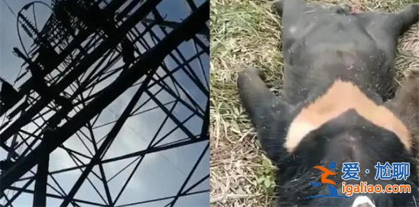 黑熊爬上高壓電塔觸電死亡，后續(xù)如何了[后續(xù)處理措施]？
