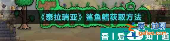泰拉瑞亞鯊魚鰭怎么獲取 鯊魚鰭獲取方法？