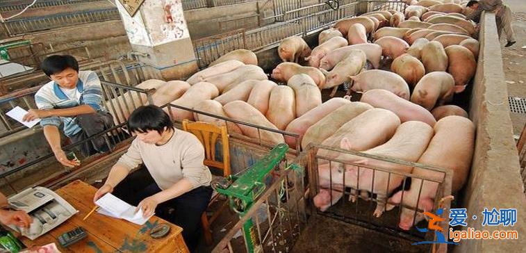 6漲17跌豬價(jià)跌勢反撲下跌元兇是什么 1月19日豬價(jià)如何？