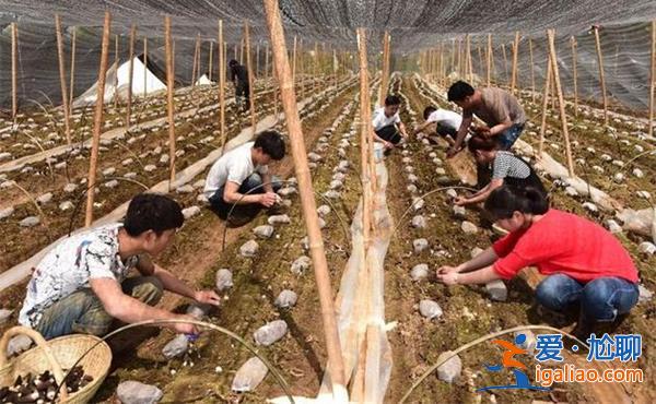 為什么年輕人不愿意種地?官方調研，年輕人種地越來越少嗎[官方調研]？