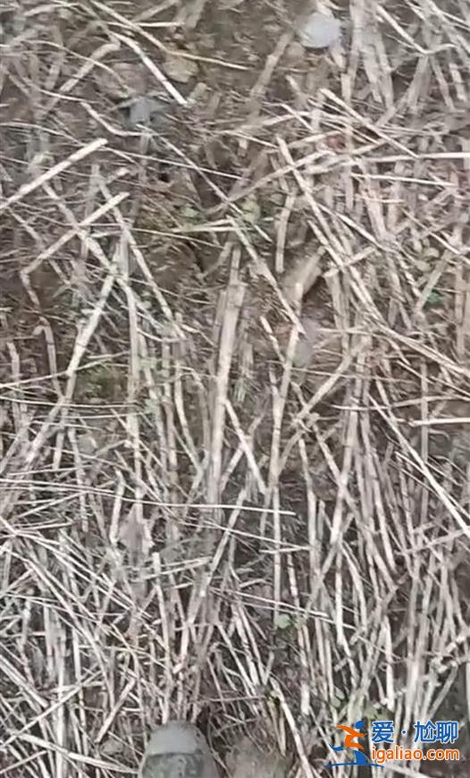 云南鎮(zhèn)雄山體滑坡致47人被埋 村民稱山體曾出現(xiàn)裂縫 “每天在地震”？