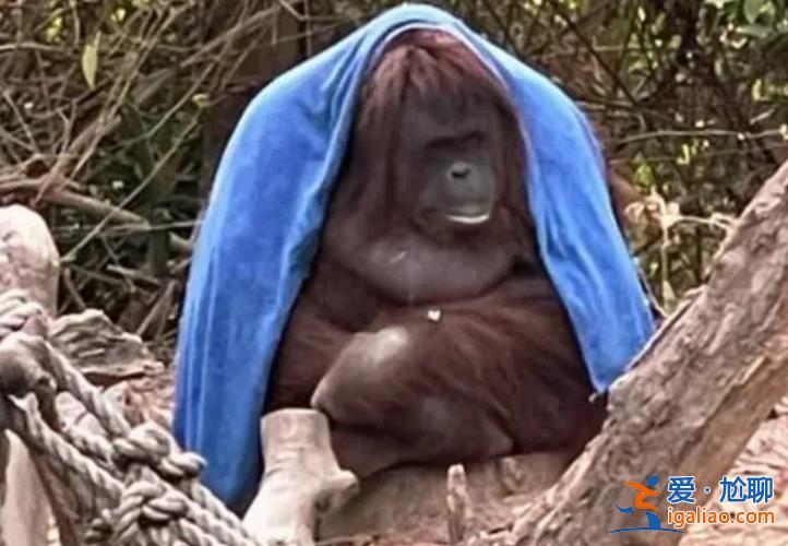 廣州動物園猩猩冷到披上毯子，，網(wǎng)友喊話官方說什么[猩猩]？