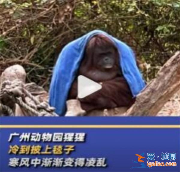 廣州動(dòng)物園猩猩冷到披上毯子，猩猩喜歡什么溫度[猩猩]？