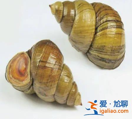 入侵物種擠占生存空間？