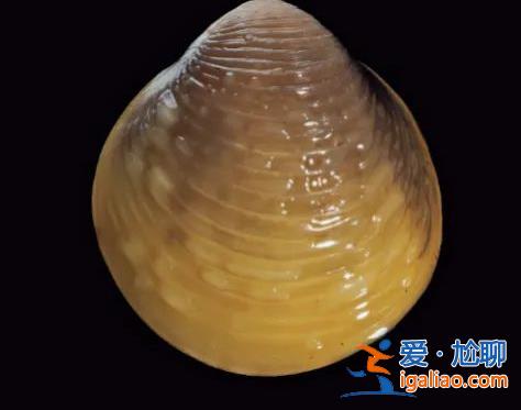 入侵物種擠占生存空間？
