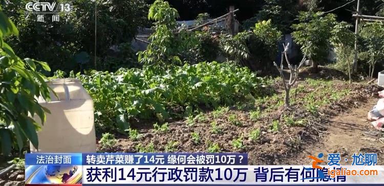 轉(zhuǎn)賣(mài)芹菜賺14元被罰10萬(wàn) 這樣的處罰合理嗎？