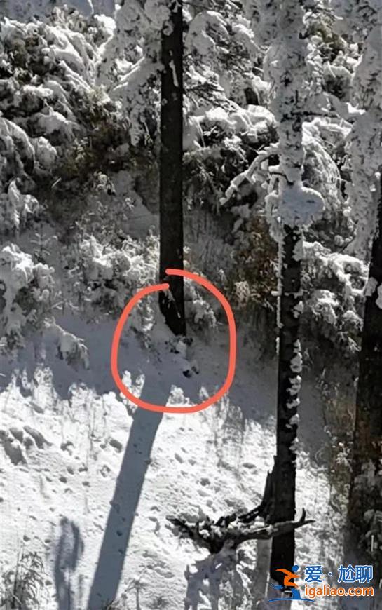 秦嶺驢友失聯(lián)5日被找到1人已死亡 幸存者用最后一絲力氣吹口哨求救？