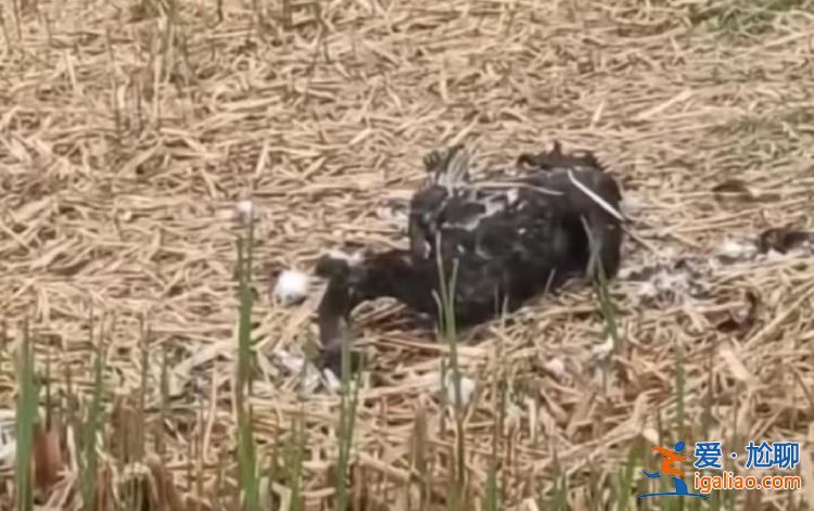 圓明園黑天鵝“福來”夫婦死亡 初判是野生動(dòng)物所為？