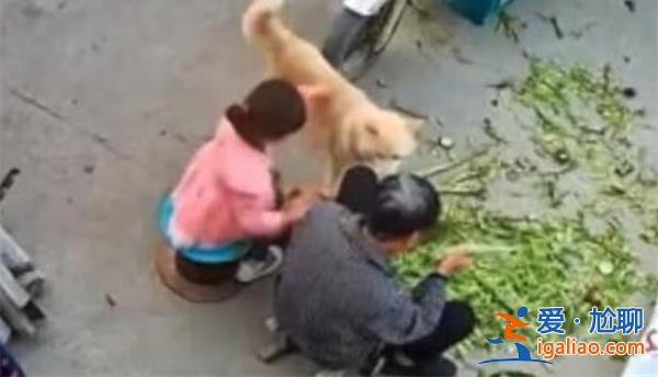 老人被寵物狗撕咬手中握刀為什么不砍，被狗咬的處理方式[狗狗]？