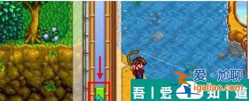 星露谷物語金色鯉魚分布位置 具體一覽？
