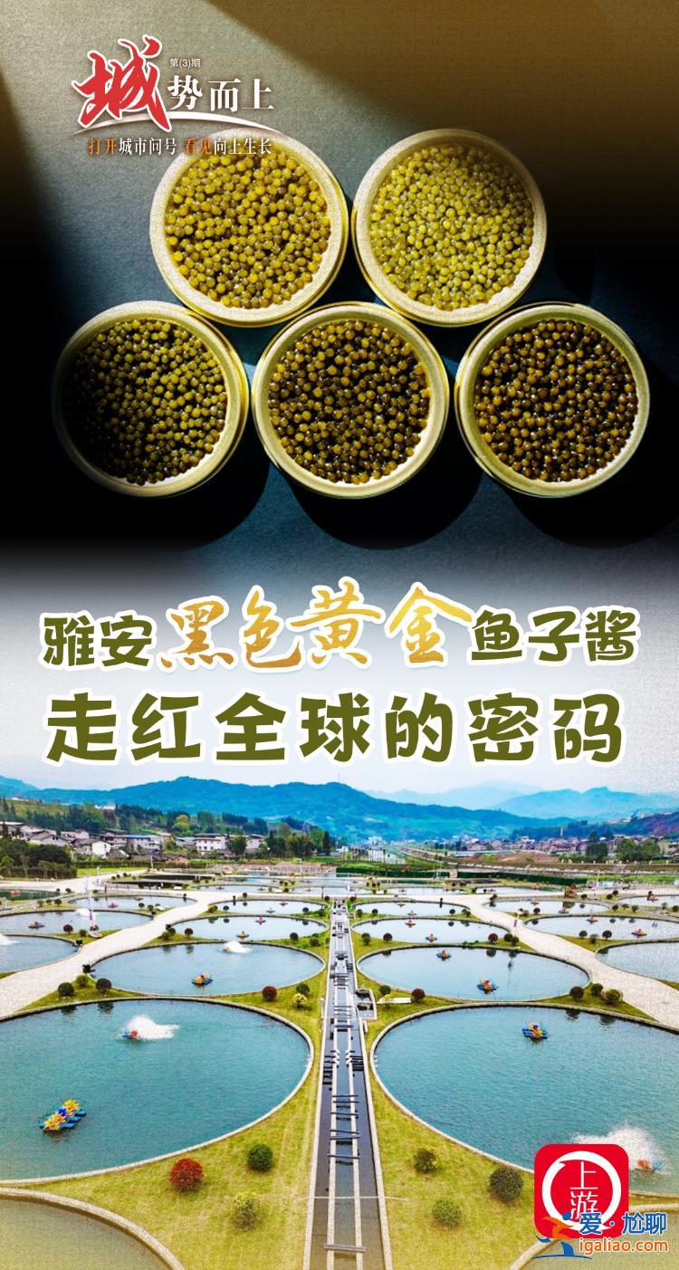 “城”勢而上 | 雅安“黑色黃金”魚子醬走紅全球的密碼？