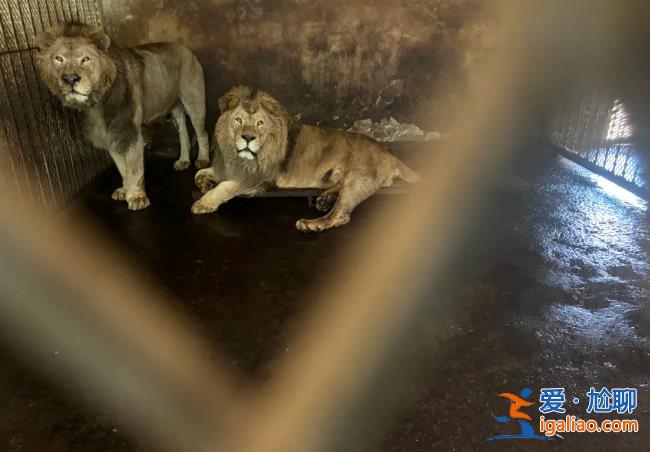 野生動物園20只東北虎死亡！細節(jié)披露？