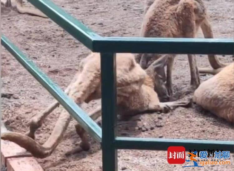 湖南一動物園被曝“小熊貓缺腳趾、袋鼠無法站立” 林業(yè)局回應？
