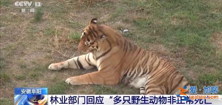 當(dāng)?shù)卦?次要求其整改 繁殖11只小虎僅存活1只？