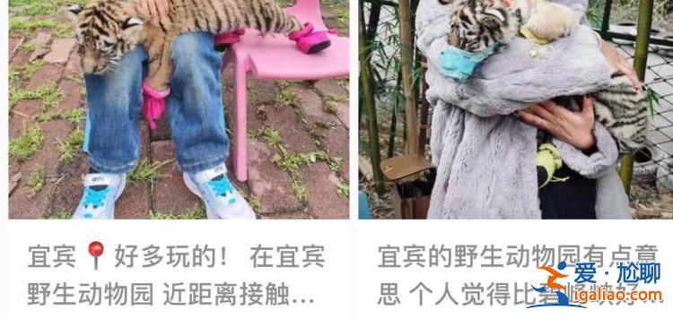 一次50元？四川宜賓野生動(dòng)物園小老虎戴嘴套與游客合影 多部門介入？